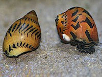 Northfield Aquatics - Freshwater