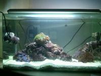 Complete nano tank with 3 fish