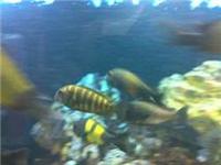 tanganyikan whole tank set up
