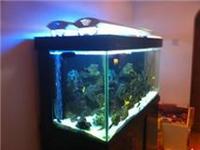 tanganyikan whole tank set up