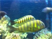 tanganyikan whole tank set up
