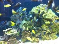 tanganyikan whole tank set up
