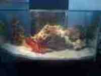 fluval edge full marine aquarium lower price