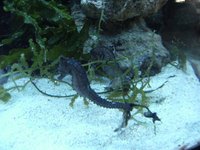 H FUSCUS SEAHORSES IN STOCK