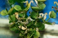 DWARF SEAHORSES AND H ERECTUS IN STOCK NOW