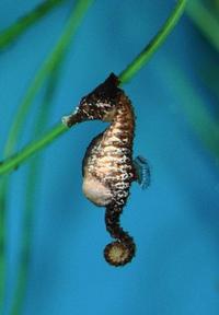 DWARF SEAHORSES AND H ERECTUS IN STOCK NOW