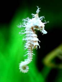 DWARF SEAHORSES AND H ERECTUS IN STOCK NOW