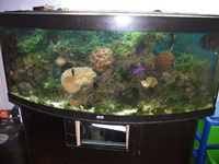 Full Marine Setup 5x2x2 bow fronted juwel vision 450 and sump
