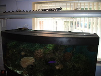 Full Marine Setup 5x2x2 bow fronted juwel vision 450 and sump