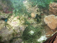 Full Marine Setup 5x2x2 bow fronted juwel vision 450 and sump