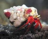 Red Legged Hermit Crabs. £2.00, Cheapest around