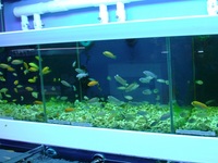 Over 100 adult Malawi Cichlids now only £10.00 each.
