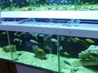 Over 100 adult Malawi Cichlids now only £10.00 each.