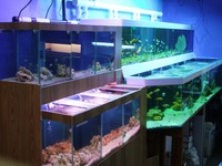 Over 100 adult Malawi Cichlids now only £10.00 each.