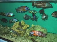 Over 100 adult Malawi Cichlids now only £10.00 each.