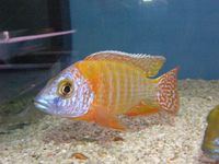 Over 100 adult Malawi Cichlids now only £10.00 each.