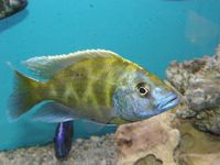 Over 100 adult Malawi Cichlids now only £10.00 each.