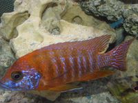 Over 100 adult Malawi Cichlids now only £10.00 each.