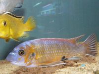 Over 100 adult Malawi Cichlids now only £10.00 each.