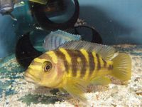 Over 100 adult Malawi Cichlids now only £10.00 each.