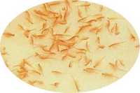 Live Brine Shrimp