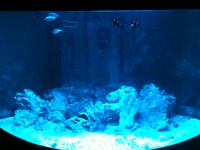 Aqua One Bow Front Fish Tank