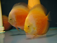 5.5 inches RED AND WHITES, GREAT SHAPE, DELIVERY ACROSS THE UK