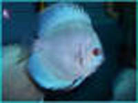 40" Juwel Panorama 100 tank & 5 discus & 3 rams & lots of equipment