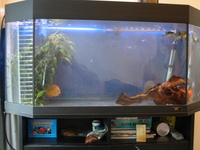 40" Juwel Panorama 100 tank & 5 discus & 3 rams & lots of equipment