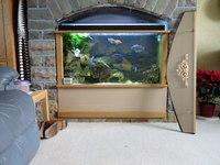 Tank 40 x 24 x17 ins and all the gear ONLY £200