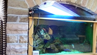 Tank 40 x 24 x17 ins and all the gear ONLY £200
