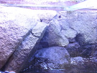 Tank 40 x 24 x17 ins and all the gear ONLY £200