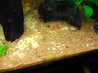 Homebred Assassin Snails (Clea helena) Buy 3 Get 2 Free