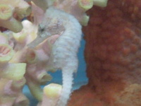 H FUSCUS SEAHORSES IN STOCK