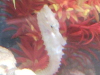 H FUSCUS SEAHORSES IN STOCK
