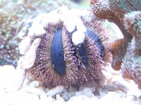Sea Hares only £10.99 Loads of clean up crew in stock