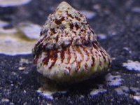 Sea Hares only £10.99 Loads of clean up crew in stock