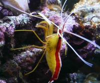 Sea Hares only £10.99 Loads of clean up crew in stock