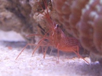 Sea Hares only £10.99 Loads of clean up crew in stock