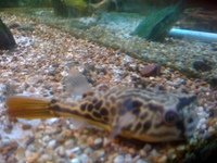 MBU Puffer for quick sale 6 inches