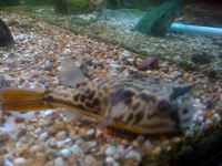 MBU Puffer for quick sale 6 inches