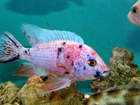 Over 100 adult Malawi Cichlids now only £10.00 each.