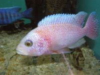 Over 100 adult Malawi Cichlids now only £10.00 each.