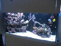 Marine reef tank with contents for sale - excl equipment