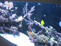 Marine reef tank with contents for sale - excl equipment