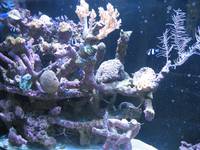 Marine reef tank with contents for sale - excl equipment