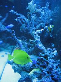 Marine reef tank with contents for sale - excl equipment