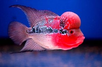 AAA Kamfa,ZZ,Red Dragon,Thai Silk & Shortbody Flowerhorn.