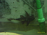 6 inches + adonis £85.00 or swop stingrays ,peacock bass,snakeheads,catfish.tigerfish,datniods