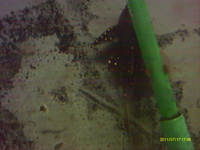 6 inches + adonis £85.00 or swop stingrays ,peacock bass,snakeheads,catfish.tigerfish,datniods